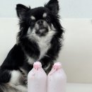 반다 | 강아지 디퓨저 펫프렌들리 반다르크 디퓨저 사용 후기