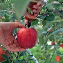 신장리사과체험마을 이미지