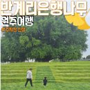 은행나무 | 원주 여행 반계리 은행나무 주차장 신설 후 다녀온 후기