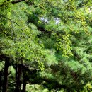 자연햇살 - 50488 | 자연햇살