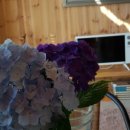 제주편백휴낭 이미지