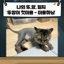 미용하냥 | 뚜앙이 첫 미용 후기