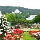 조선대학교 장미원 이미지