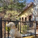 도그패밀리 이미지