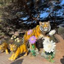 백두환경 | 백두대간 수목원, 호랑이의 숲 태범, 무궁 6살 생일잔치 방문 후기!