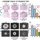 ★ 제주조릿대가 장 건강에 좋다! 이미지