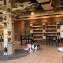 냥카페 묘연 이미지