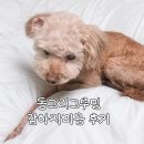 동그리 - 거창군 공수들4길 37 | 사수동애견미용 동그리그루밍 강아지미용 후기 강아지호텔링 주차