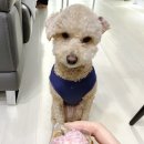 멍뭉이 밥상 이미지