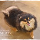 모리펫샵 이미지