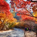 로망스모텔 | 2025년 내장산 단풍 시기 완벽 가이드: 절정의 순간을 잡아라!