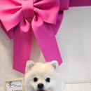 윤퍼피살롱 이미지