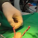 래플즈동물병원 이미지