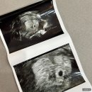 운정동물약국 | 임밍아웃 : 자연배란 시도해서 결혼 4년차에 찾아온 첫 아기, 꼬비 등장