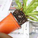 아비스커피