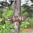 숲의하루