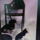 견을위해 자연을 담다 이미지