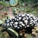 39. 혹투성이갯민숭이(Phyllidiella pustulosa)~Vesicular sea slug,Pustulose phyllidia 이미지