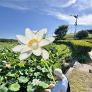 번암리 조천연꽃공원1 | 대전 근교 세종 아이와 가볼만한곳 조치원 조천연꽃공원