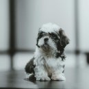 포인트동물의료센터 이미지