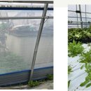 자라는 씨앗 이미지