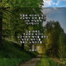 소나무향기 이미지