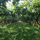 동인 농장 이미지