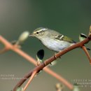 노랑눈썹솔새 Yellow-browed Warbler 484 이미지