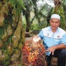 Seeds of success in oil palm 이미지
