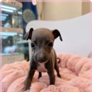 멍벤져스 이미지