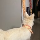 멋스럽개 이미지