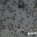 곡성귀뚜라미
