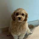 댕댕묭실 이미지