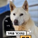 [입양홍보] 실내생활 💯점 만점, 토르❤️ 이미지