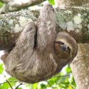 나무늘보 이미지