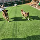 하울 애견 유치원 이미지