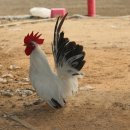 명품농장 이미지