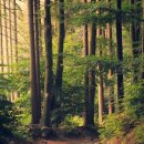 마을활동가(기본) | 산림보호 활동가 지원사업 완벽 가이드 | 2025년 100만 원 받는 방법