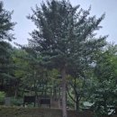 백운산자연휴양림 | [원주 여행]백운산 자연휴양림 : 흰 구름 속 힐링! 자연 휴양림 가족 숙박 후기