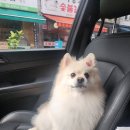 그로잉독 이미지