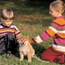 아이드림펫 이미지