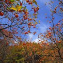 강선농장 이미지