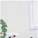 빵실빵실 | 충주애견샵 반려견도 반할만한 빵실빵실 애견 미용 후기