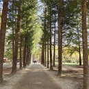 대룡산길 | 춘천유명한점집에서의 신점 상담, 마음의 안식을 찾는 여정