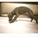 보성이탈리안그레이하운드 2 이미지