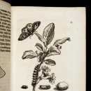 보태니컬 이미지