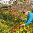 국화농장 이미지