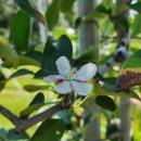 애련농장 이미지