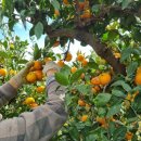 주현농장 이미지