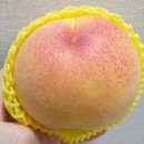 용택농장 | 2023 복숭아 시즌 스타트🍑 내년을 위해 남기는 후기